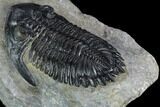 Hollardops Trilobite - Beautiful Eye Detail #125084-4